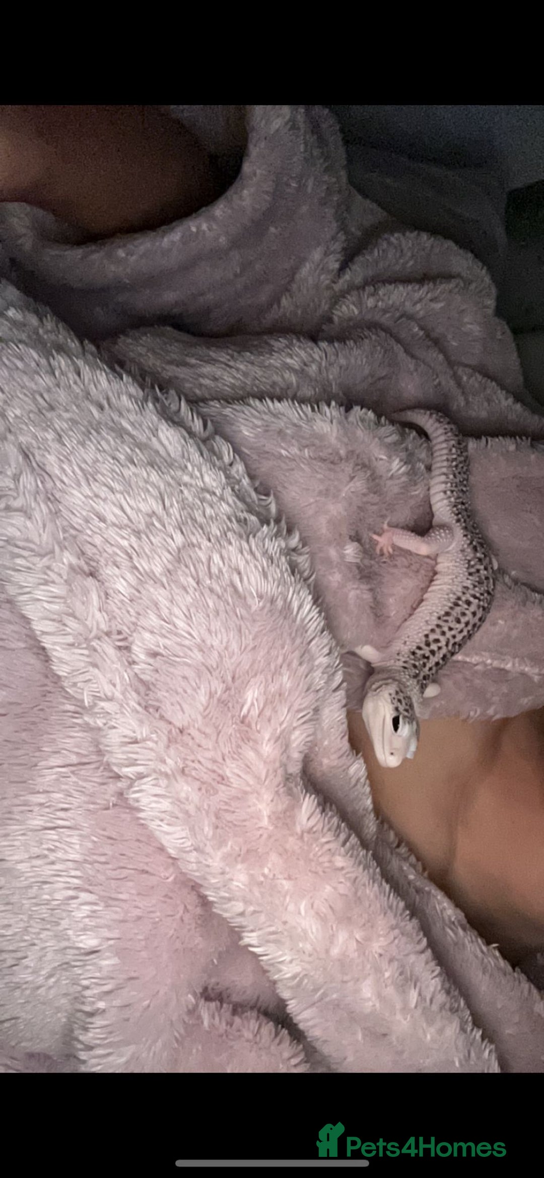 Leopard Gecko reptiles for sale: Leopard gecko  - Advert 2