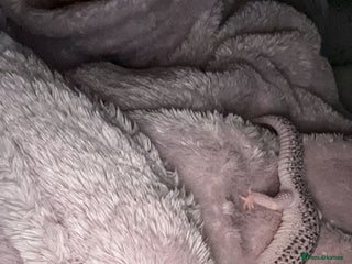 Leopard Gecko reptiles Leopard gecko - Advert 3