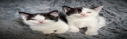 Mixed Breed cats for sale: 9 beautiful kittens looking for new homes  - Advert 23