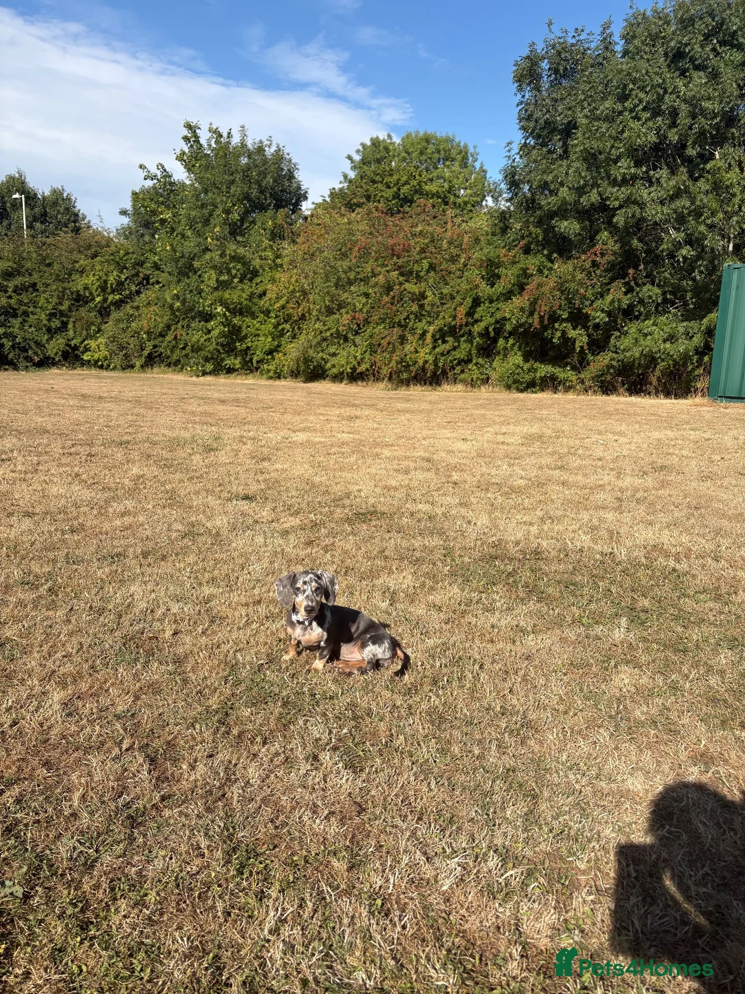 Dachshund dogs for sale: Daphine in Havant - Advert 5