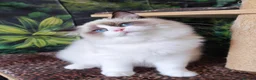 Ragdoll cats for sale: GCCF REGISTERED RAGDOLL BOYS  - Advert 2