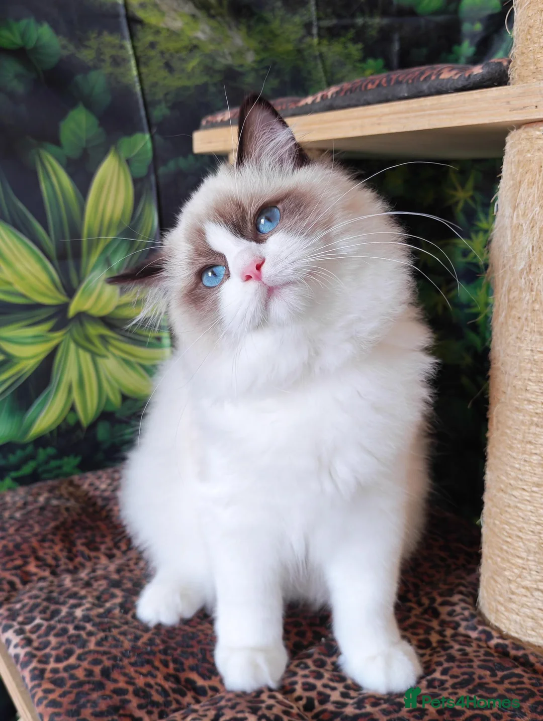 Ragdoll cats for sale: GCCF REGISTERED RAGDOLL BOYS  - Advert 2
