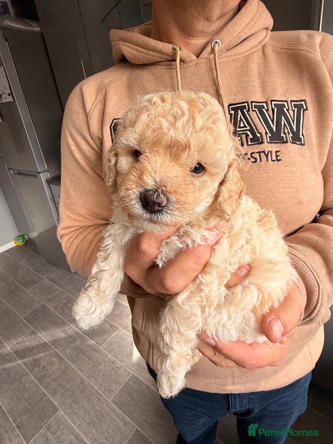 Poochon dogs for sale: Poochon Puppies  - Image 13