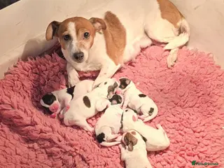 Mixed Breed dogs Jackapoo Puppies Homebred Ready To View Licenced - Advert 1