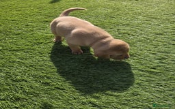 Labrador Retriever dogs for sale: At the Ready Labrador Retrievers. - Image 7