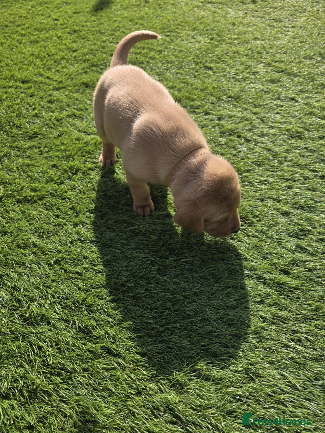 Labrador Retriever dogs for sale: At the Ready Labrador Retrievers. - Image 7