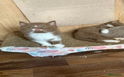 British Shorthair cats for sale: BSH kittens parents gccf - Image 17