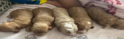 Cockapoo dogs for sale: **MINIATURE STUNNING COCKAPOO PUPPIES** - Advert 30