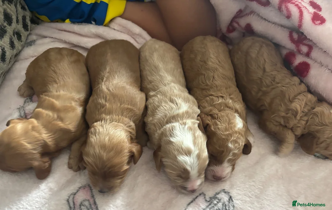 Cockapoo dogs for sale: **MINIATURE STUNNING COCKAPOO PUPPIES** - Advert 30