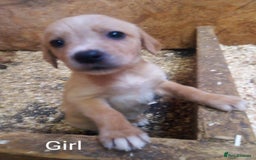 Mixed Breed dogs for sale: 9 Irish setter X lurcher pups - Image 7