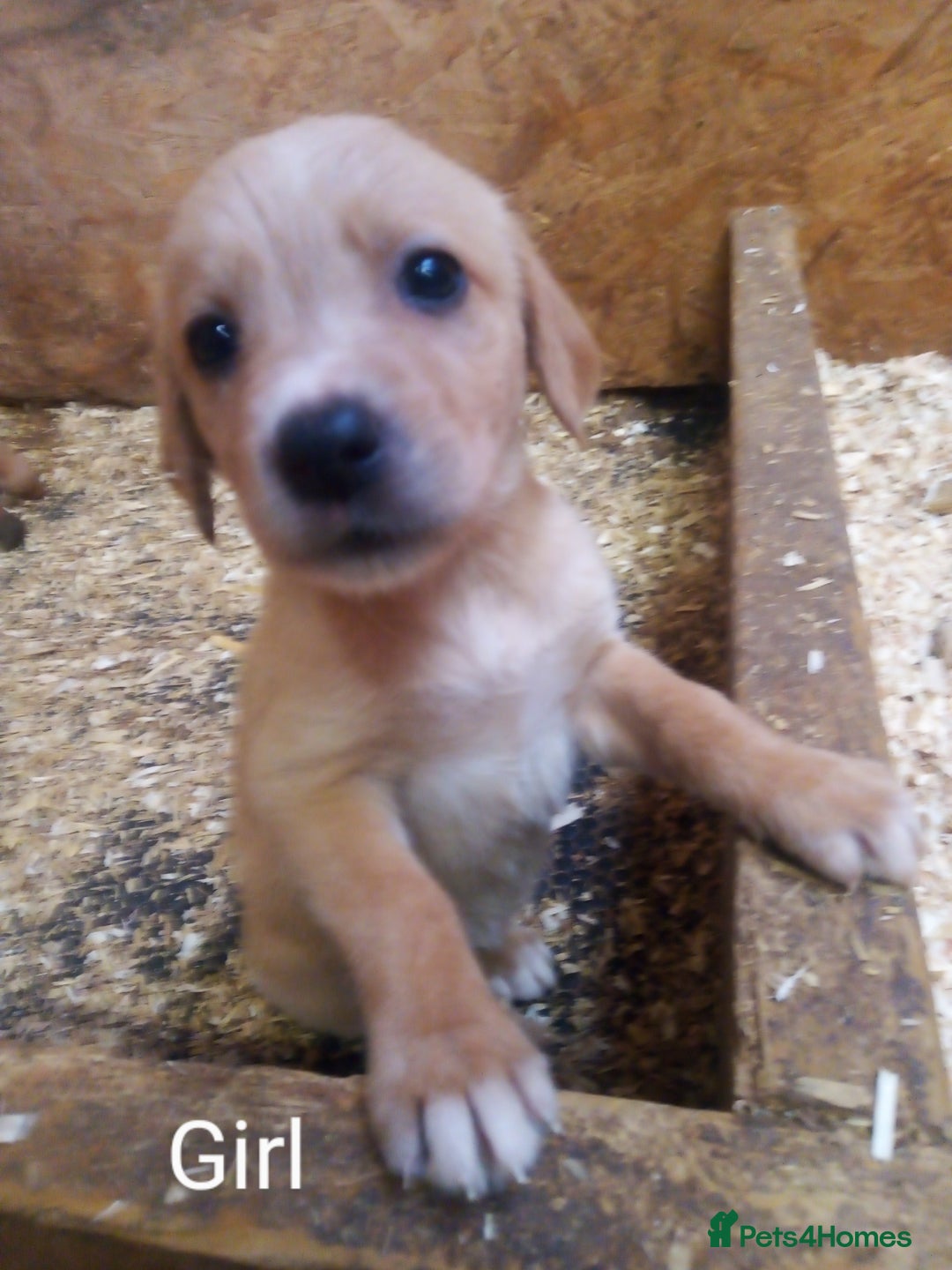 Mixed Breed dogs for sale: 9 Irish setter X lurcher pups - Image 7