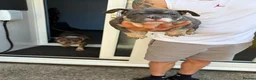 American Bully dogs for sale: Blue tri female pocket bully - Advert 5