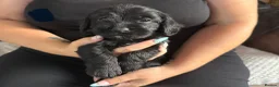 Mixed Breed dogs for sale: Cockapoo x shih Tzu Puppies  - Advert 3
