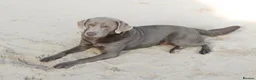Labrador Retriever dogs for sale: Stunning Health Tested Labrador Puppies - Advert 20