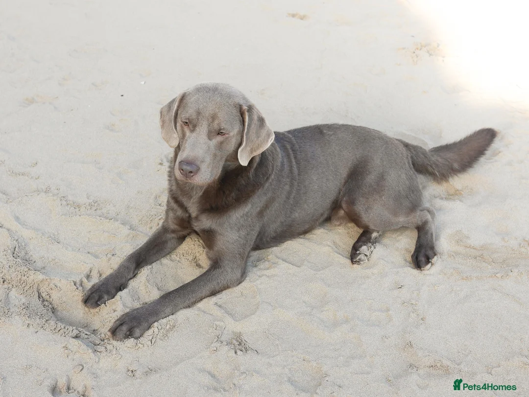Labrador Retriever dogs for sale: Stunning Health Tested Labrador Puppies - Advert 20