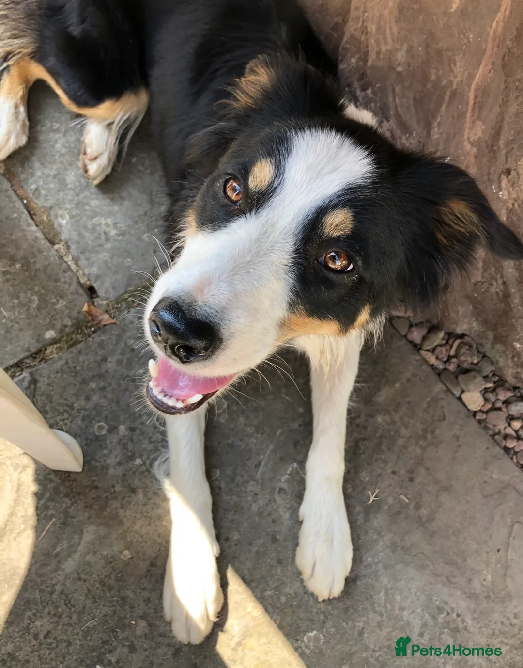 Border Collie dogs for sale: 3 adorable friendly girls ready to find a new home - Advert 7