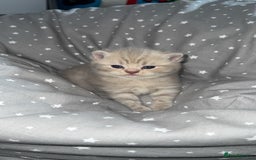 British Shorthair cats for sale: BSH KITTENS  - Image 11