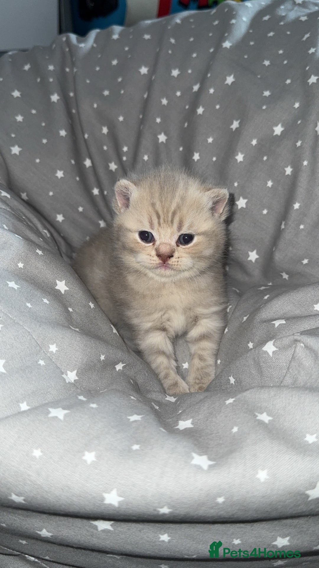 British Shorthair cats for sale: BSH KITTENS  - Image 11