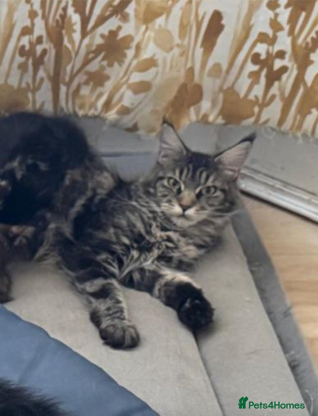 Maine Coon cats for sale: Active, TICA-registered female Maine Coon - Advert 3