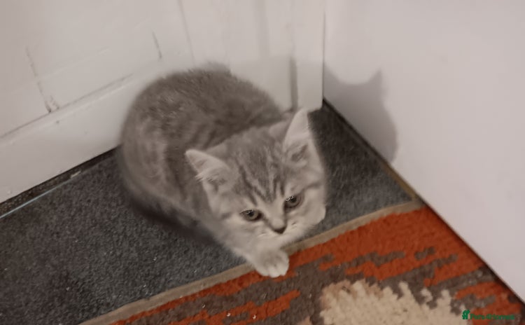 British Shorthair cats - Advert 1