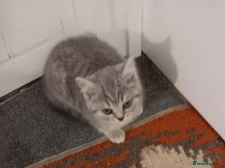 British Shorthair cats - Advert 35