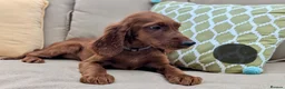 Irish Setter dogs for sale: One Boy available- KC Irish Setter Puppies - Advert 9