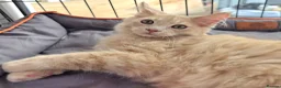 Maine Coon cats for sale: Rare Colour 3/4 Maincoon Ragdoll Mix Kitten - Advert 20