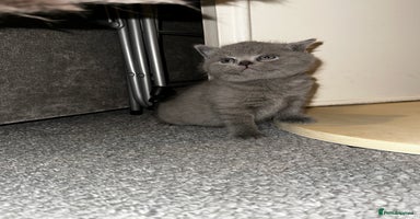 British Shorthair cats - Advert 11