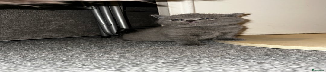 British Shorthair Kitten 1