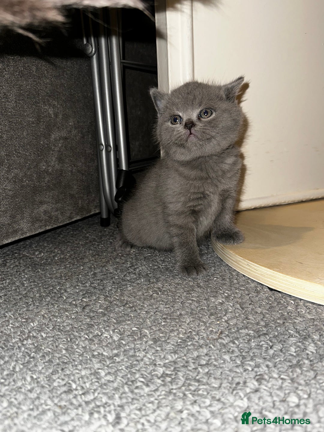 British Shorthair cats for sale: 3 British Shorthair Boys   - Image 2