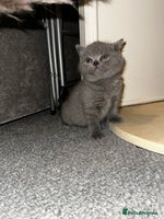British Shorthair cats - Advert 12