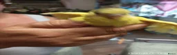 Budgerigars birds for sale: Budgies 1 x male and 2 x babies  - Advert 2
