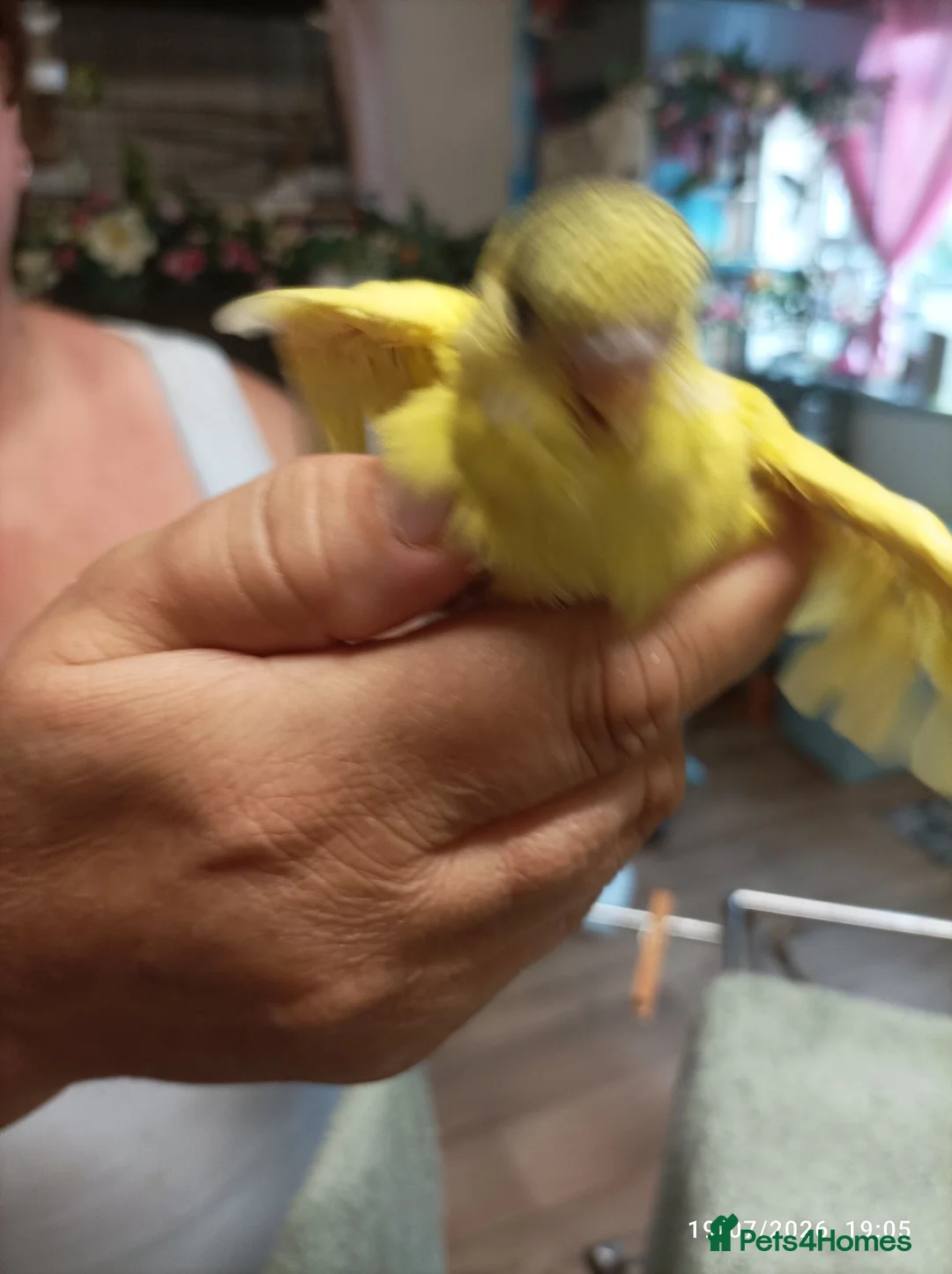 Budgerigars birds for sale: Budgies 1 x male and 2 x babies  - Advert 2