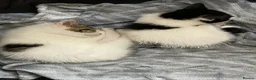 Mixed Breed cats for sale: Gorgeous, friendly, playful female kittens✨ - Advert 4