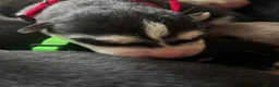 Siberian Husky dogs for sale: Beautiful Siberian husky puppies in Wigan - Advert 21