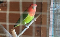 Lovebirds birds for sale: Peach faced love birds - Image 6