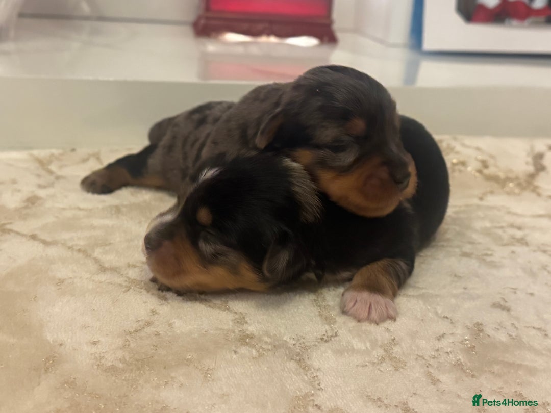 Yorkshire Terrier dogs for sale: Yorkshire terrier puppies  - Advert 4