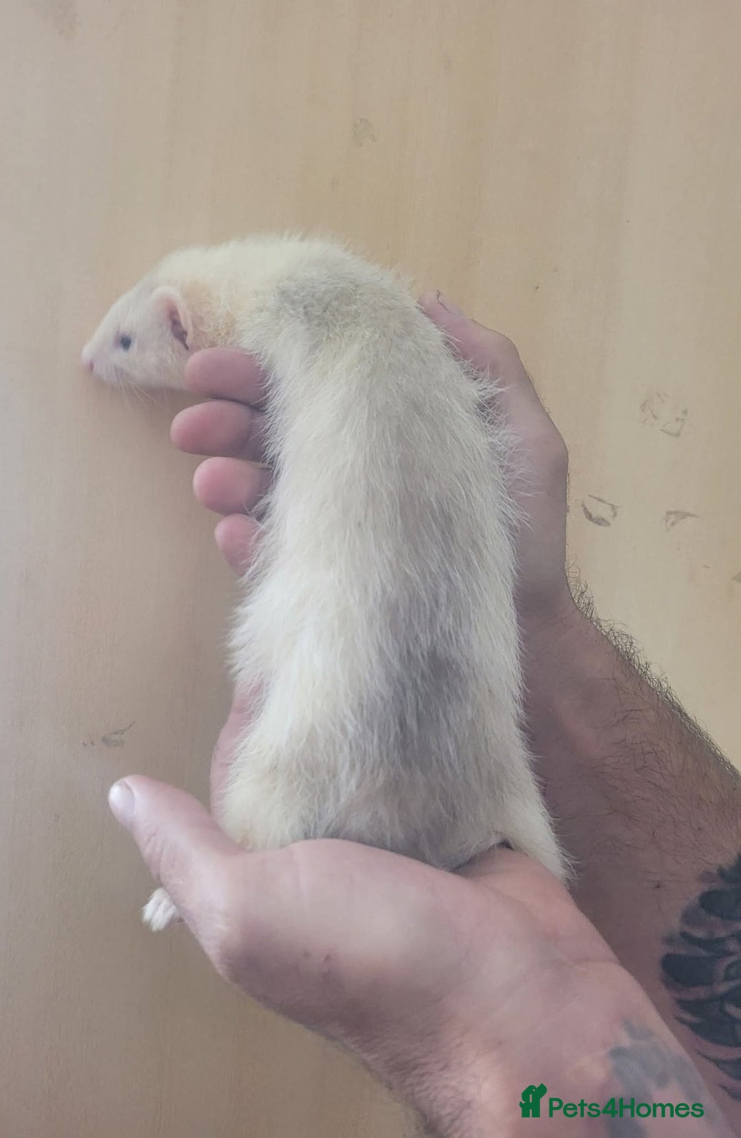 Ferret rodents for sale: Semi Angora Ferrets - Image 7