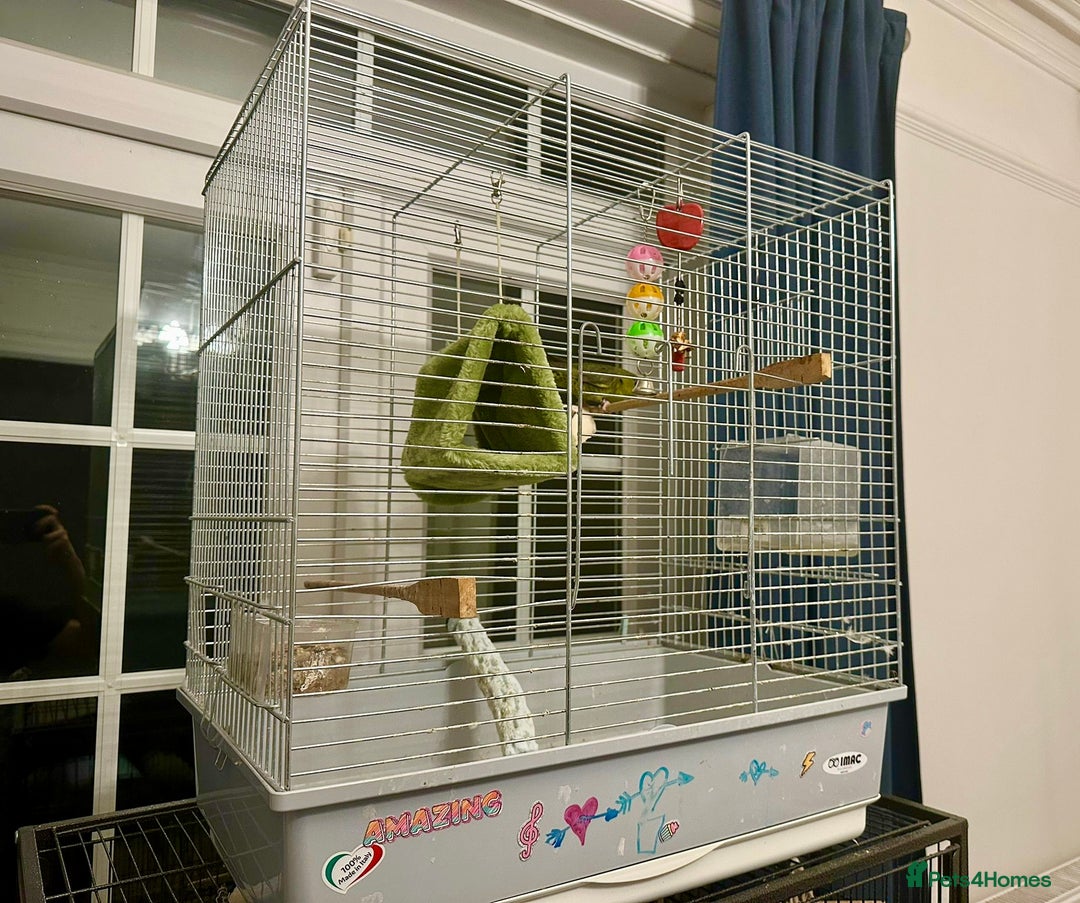 Parakeets birds for sale: Perfect young companion linee parakeet!  - Advert 3