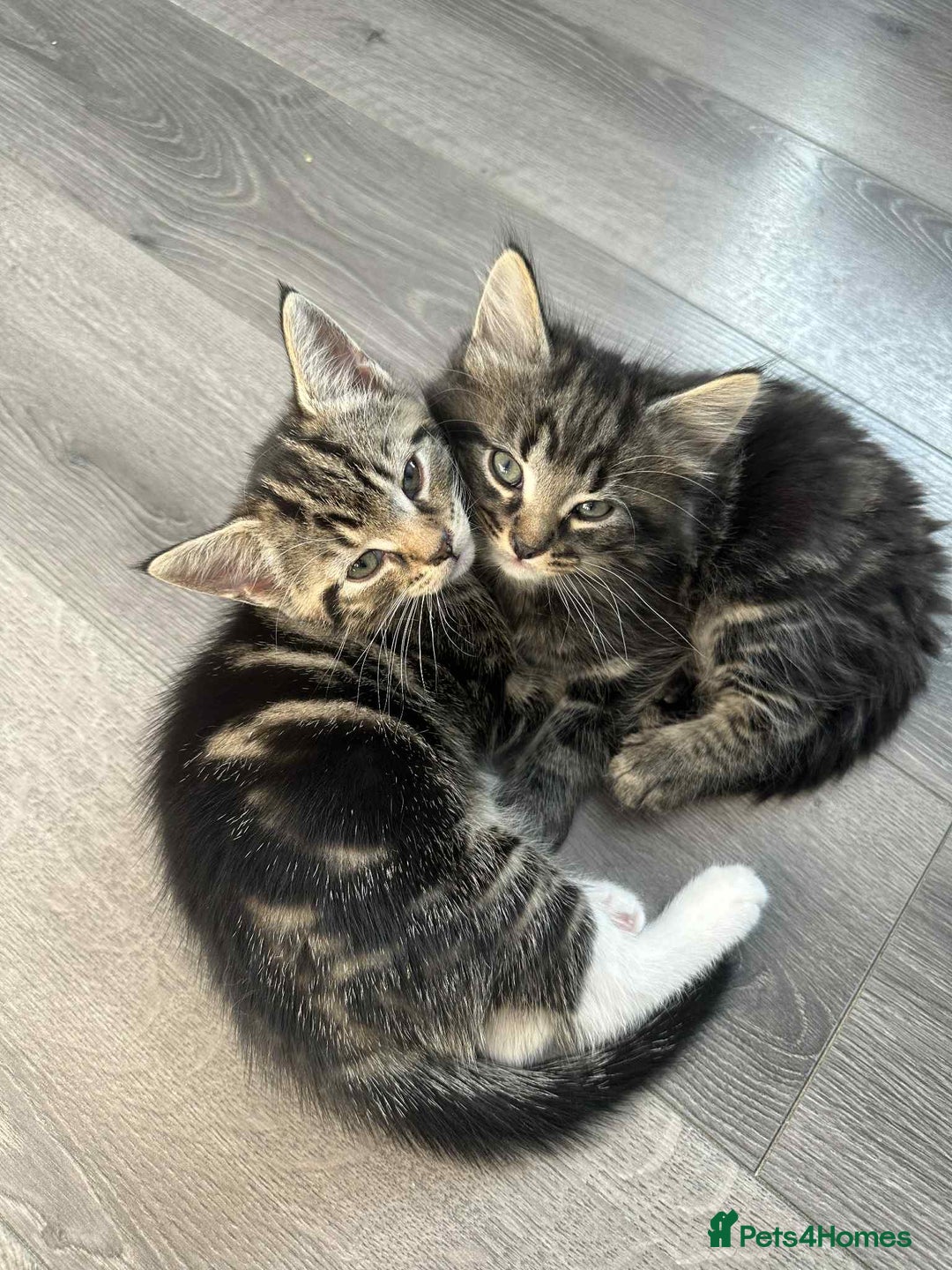 Maine Coon cats for sale: Maine coone mix lovely kitten in Leeds - Image 3