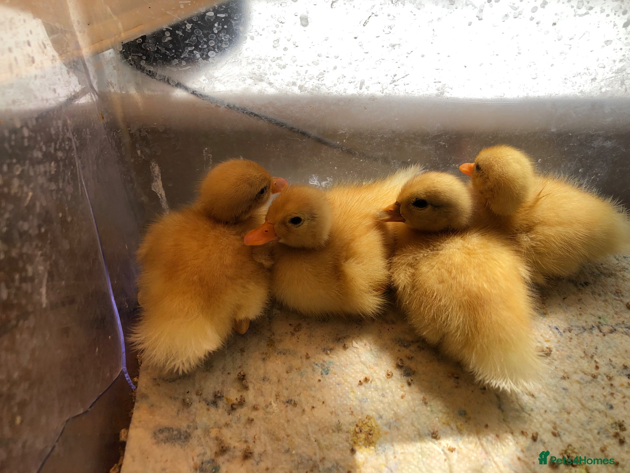 Ducks poultry Call duck ducklings duck chick  - Advert 1