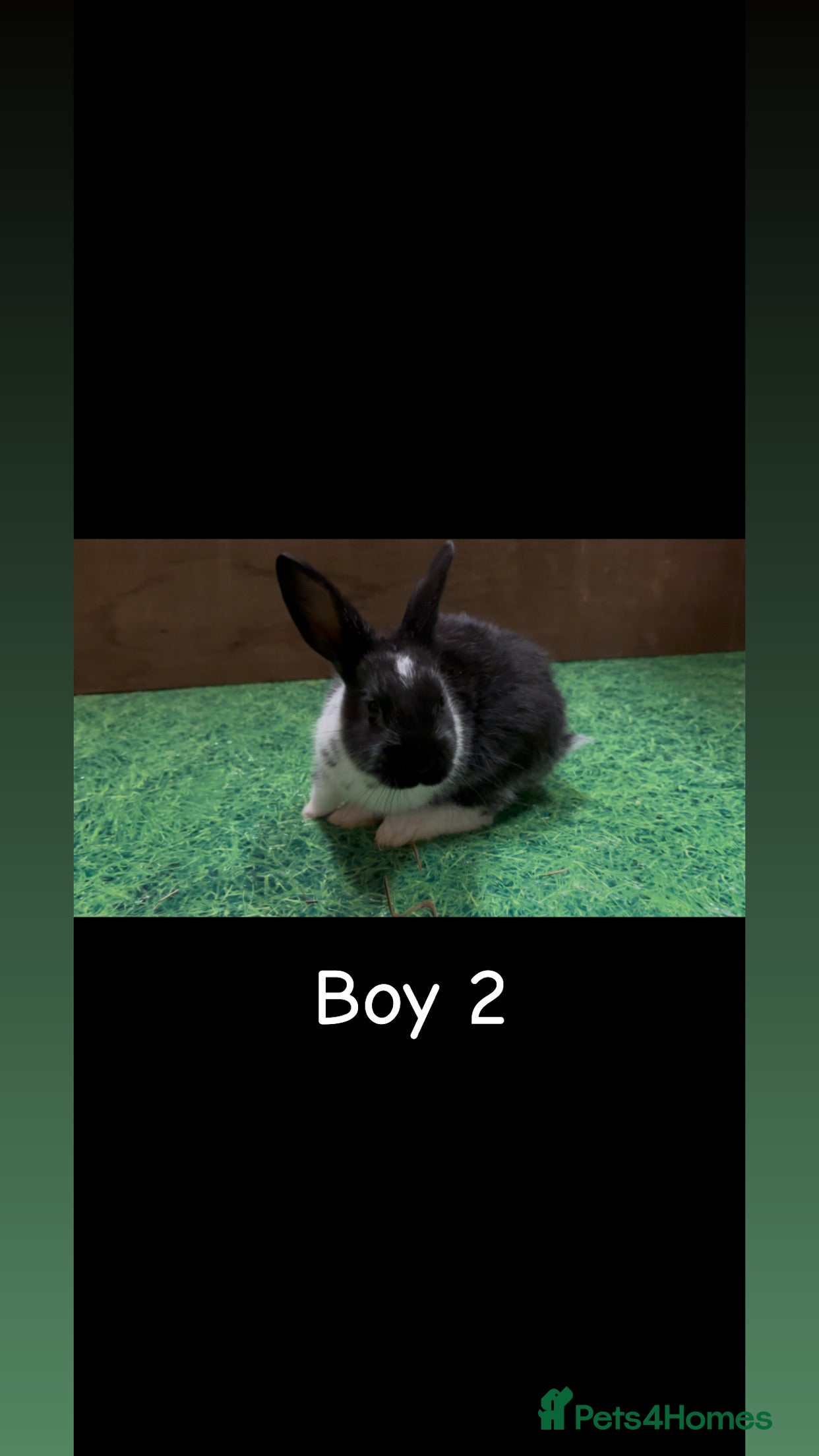 Mixed Breed rabbits 3 boy rabbits  - Advert 9