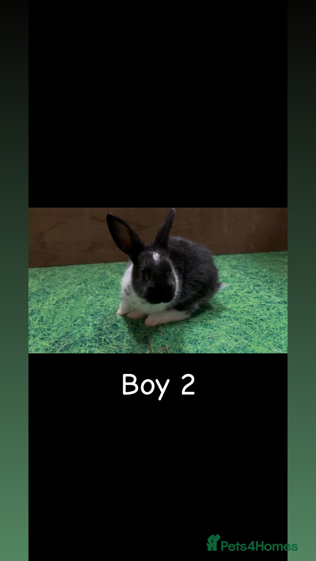 Mixed Breed rabbits for sale: 4 boy rabbits  - Advert 3