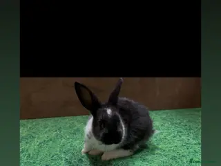 Mixed Breed rabbits 3 boy rabbits - Advert 13