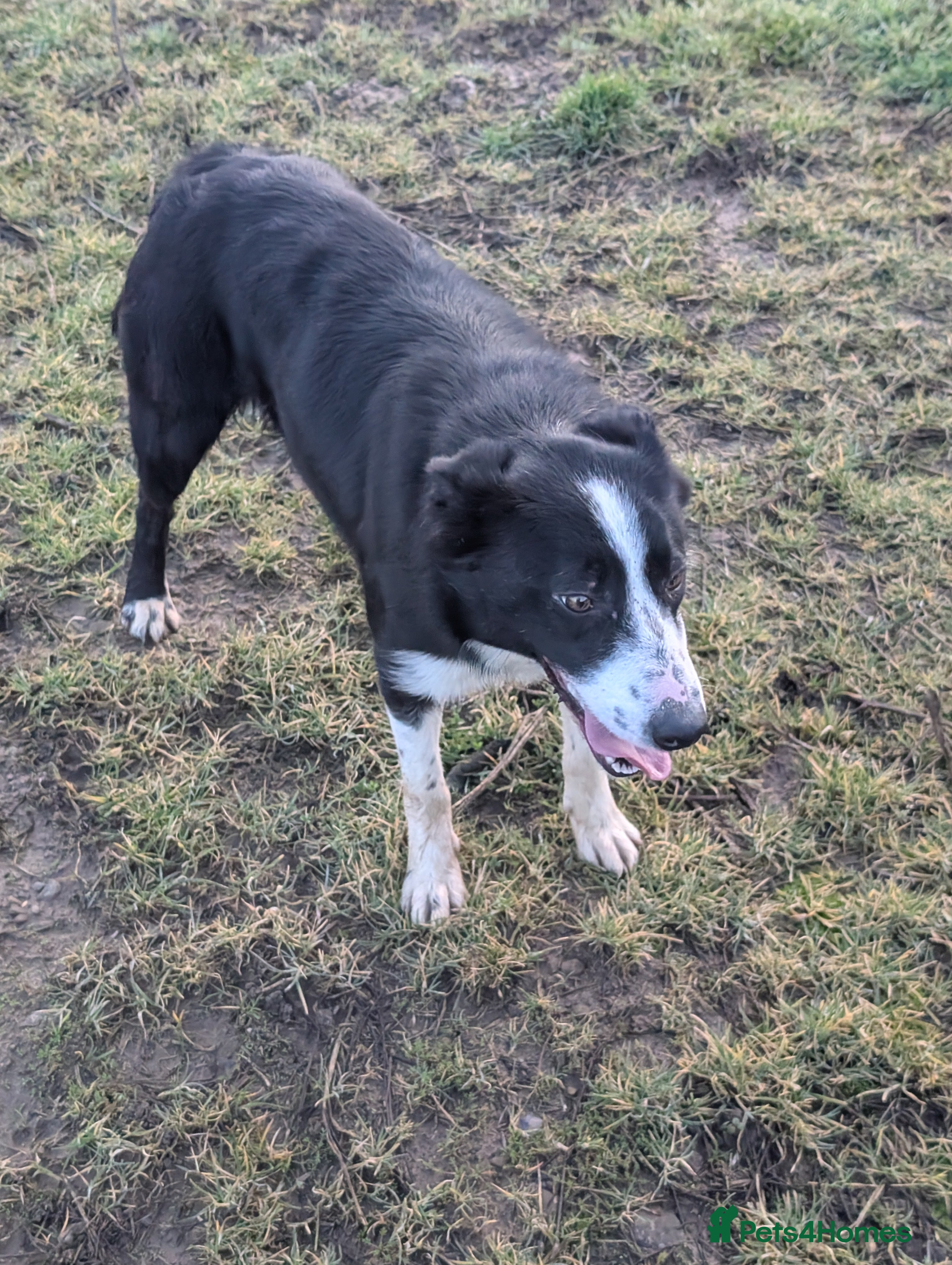 Border Collie dogs Polly isds registered collie - Advert 3