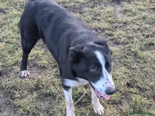 Border Collie dogs Polly isds registered collie - Advert 3