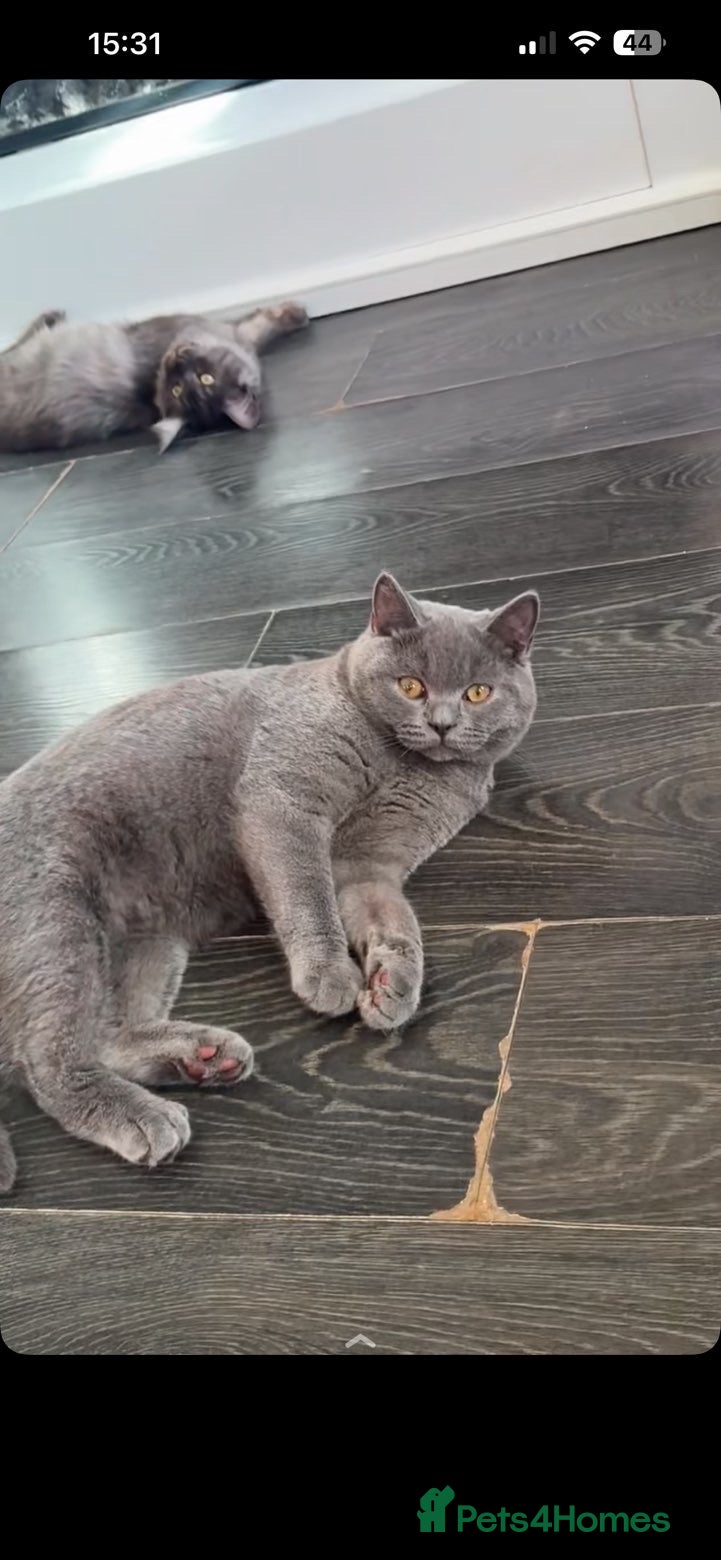 British Shorthair cats for sale: British Shorthair GCCF registered  - Advert 2