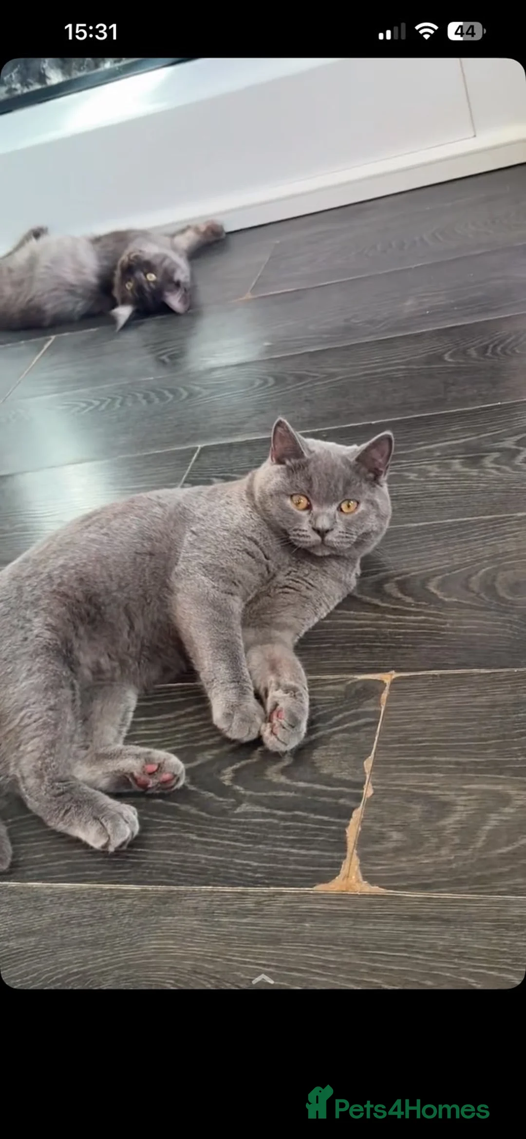 British Shorthair cats for sale: British Shorthair GCCF registered  - Advert 1