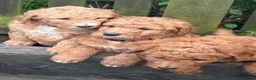 Mixed Breed dogs for sale: Red Australian labradoodle  in Caerphilly - Advert 10