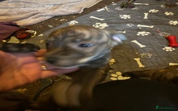 Mixed Breed dogs for sale: Staff plus Staff Jack Puppies  - Advert 2